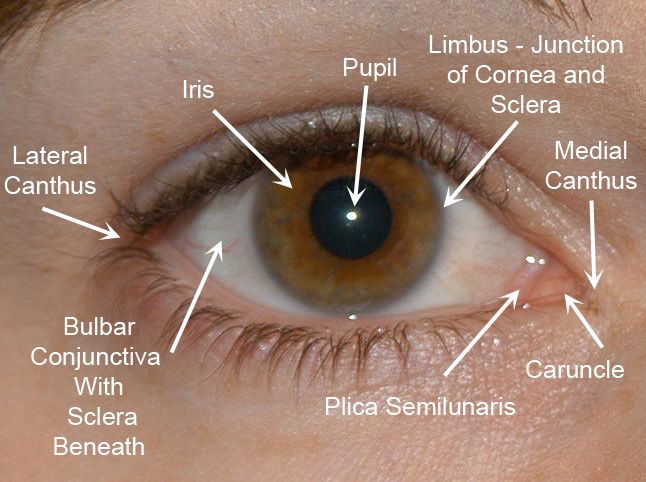 anatomy of the eye outside